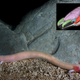 An image of the salamander and an image of the 3D scan result.